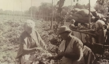 Ladies Hop picking at Birdineye Farm